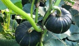 吃瓜网红那些事,揭秘娱乐圈幕后那些事