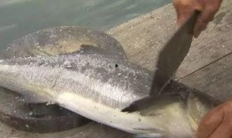 草鱼散炮爆料视频播放,揭秘视频播放背后的惊人数据与现象