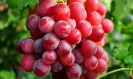 爆料提子视频下载安装免费