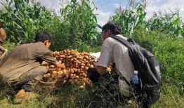 陈氏果业爆料事件视频播放,揭秘事件背后真相