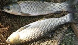 草鱼散炮爆料视频播放,揭秘视频播放背后的惊人数据与现象