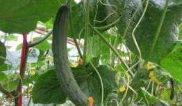 网红吃瓜种草视频大全,揭秘热门美食、美妆、旅行攻略