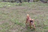 大狗最新爆料新闻网站,揭秘娱乐圈惊天秘密