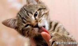 猫咪新皮肤爆料视频大全,精彩视频大盘点，萌态尽显！