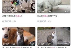兔猫tv在线观看